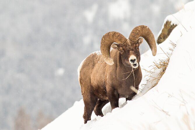 Yellowstone Full Day Winter Tour (With Optional Hike or Snowshoe) - The Experience from a Traveler’s Perspective