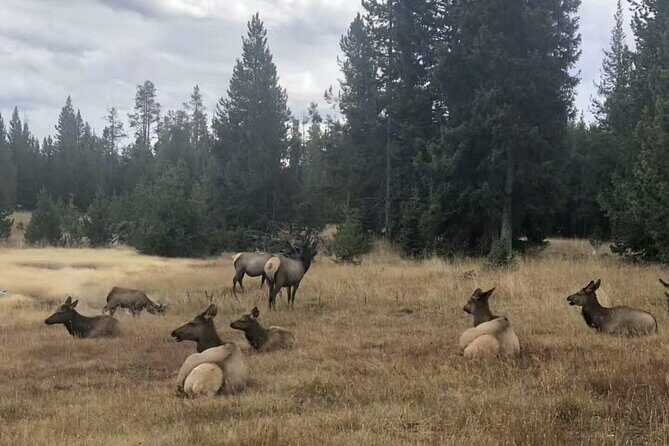 Yellowstone Grand Teton and Coeur dAlene 5-Day Tour from Seattle - The Itinerary Breakdown: What You’ll Experience