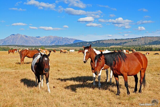 Yellowstone, Grand Teton, and Hot Springs: Small Group 5-Day Tour - Practical Considerations