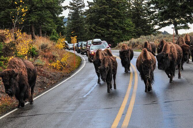 Yellowstone, Grand Teton, and Hot Springs: Small Group 5-Day Tour - Final Thoughts: Who Will Love This Tour?