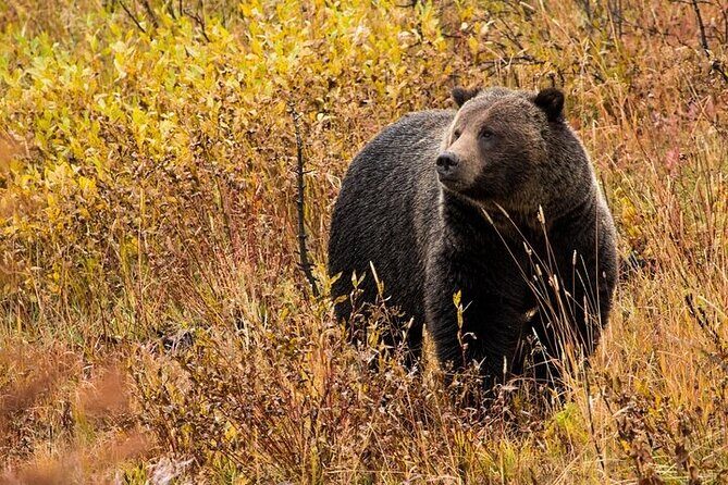 Yellowstone & Grand Teton National Parks: Small Group 6-Day Tour - Day-by-Day Breakdown and What to Expect