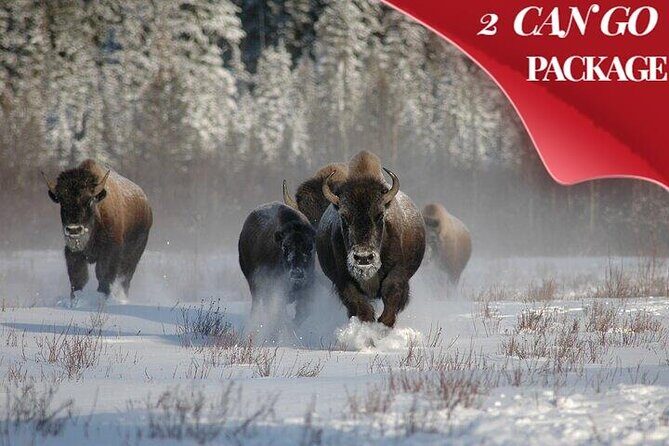 Yellowstone & Grand Teton National Parks Winter Tour 5-Day - An In-Depth Look at the Yellowstone & Grand Teton Winter Tour