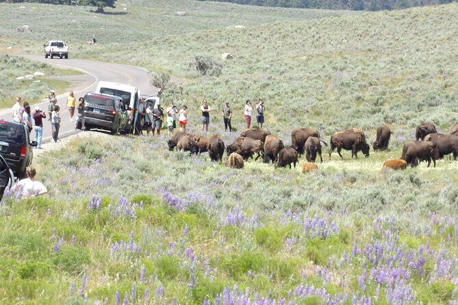 Yellowstone Hidden Gems Hiking Tour West Yellowstone - A Deep Dive into the Experience