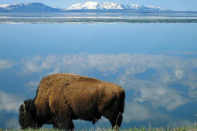Yellowstone Lower Loop VIP Full-Day Private Tour with Lunch - Introduction