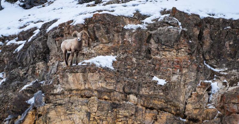 Yellowstone National Park: 3 Day Wildlife Photography Tour - What Makes This Tour Stand Out?