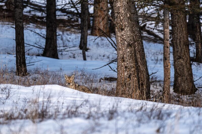 Yellowstone National Park: 3 Day Wildlife Photography Tour - The Experience Provider: Wildscape Adventure
