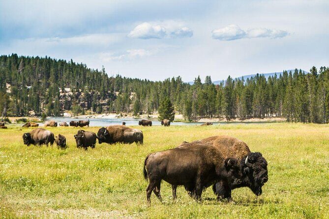 Yellowstone National Park - Full-Day Lower Loop Tour from West Yellowstone - Key Points