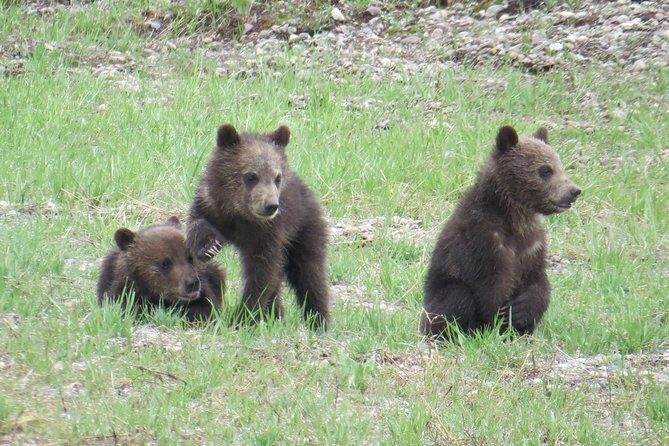 Yellowstone National Park - Full-Day Lower Loop Tour from West Yellowstone - The Itinerary: What to Expect