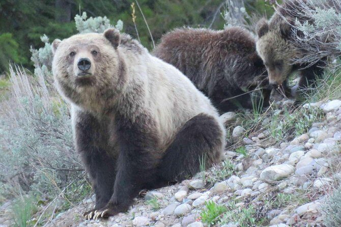 Yellowstone National Park - Full-Day Lower Loop Tour from West Yellowstone - The Cost vs. Value