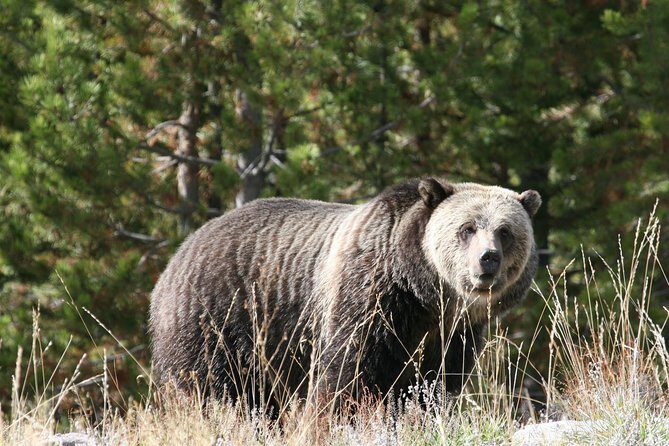 Yellowstone National Park - Full-Day Lower Loop Tour from West Yellowstone - The Sum Up: Who Will Appreciate This Tour?