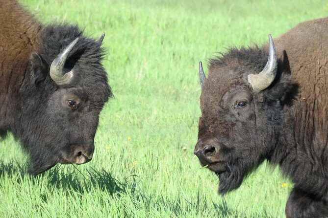 Yellowstone National Park - Full-Day Lower Loop Tour from West Yellowstone - FAQ