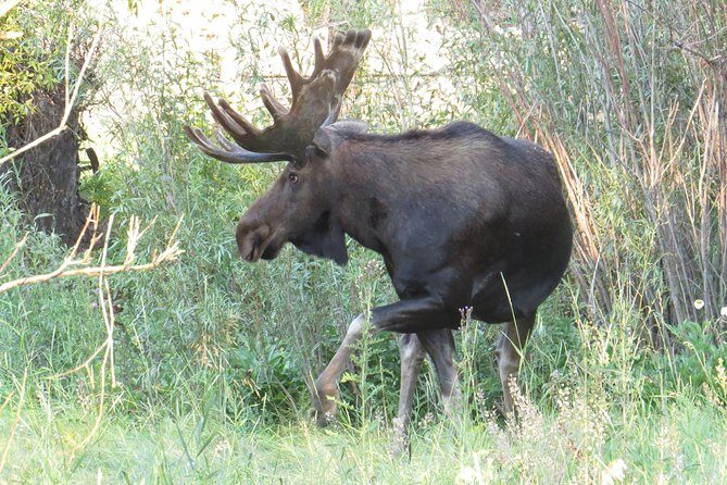 Yellowstone National Park - PRIVATE Full-Day Lower Loop Tour from W. Yellowstone - Frequently Asked Questions