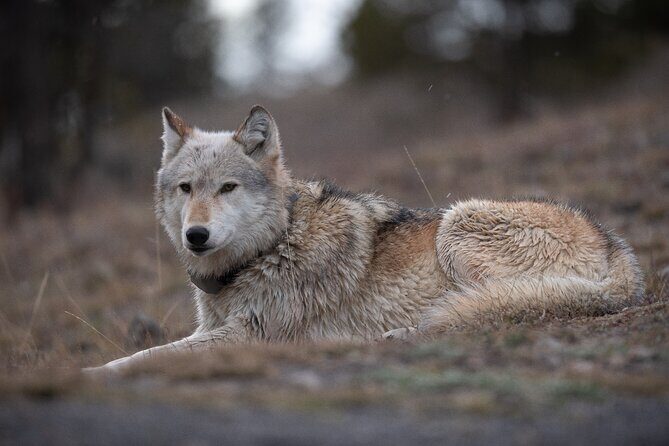 Yellowstone National Park Private Wildlife Tour - The Itinerary and What to Expect