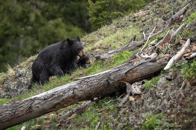 Yellowstone National Park Private Wildlife Tour - The Cost and the Value