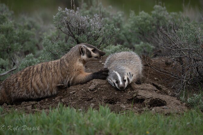 Yellowstone National Park Private Wildlife Tour - Who Will Love This Tour?