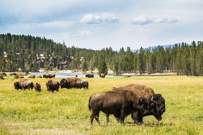 Yellowstone National Park Self-Guided Driving Audio Tour - Practical Tips for Using the Tour