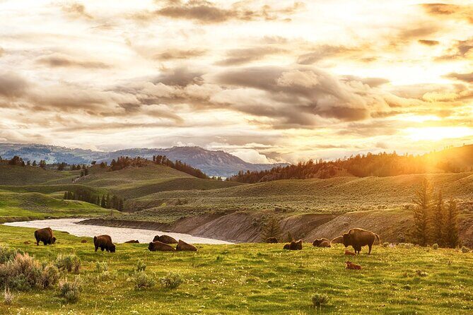 Yellowstone National Park Tour from Jackson Hole - Authentic Experiences in Every Stop