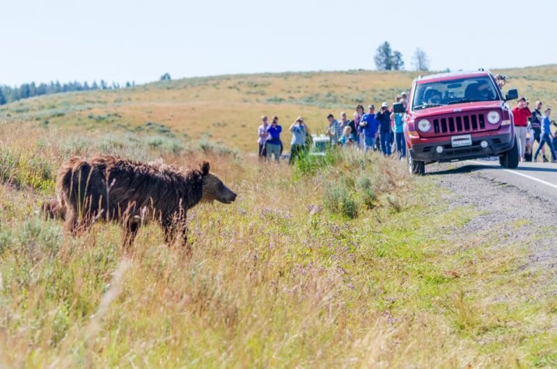 Yellowstone Old Faithful and Waterfall Tour - Who Is This Tour Best For?