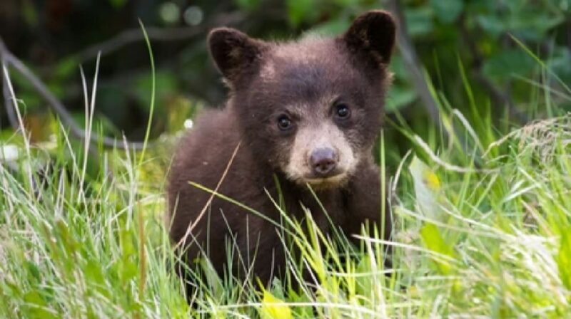 Yellowstone: Old Faithful, Waterfalls, and Wildlife Day Tour - Authentic Experiences Reflected in Reviews