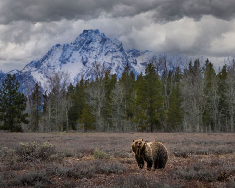 Yellowstone: Old Faithful, Waterfalls, and Wildlife Day Tour - FAQ