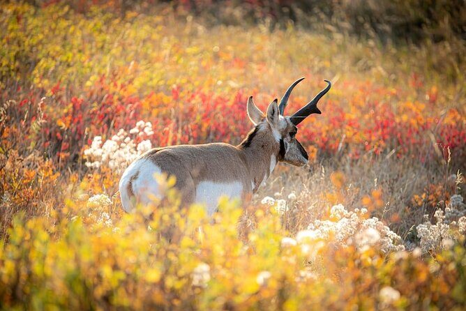 Yellowstone Private Full Day Tour - Key Points