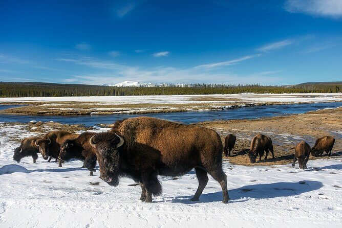 Yellowstone Private Full Day Tour - What Makes This Tour Stand Out