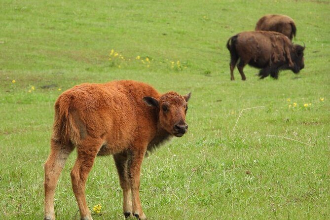 Yellowstone Private Full Day Tour - The Sum Up