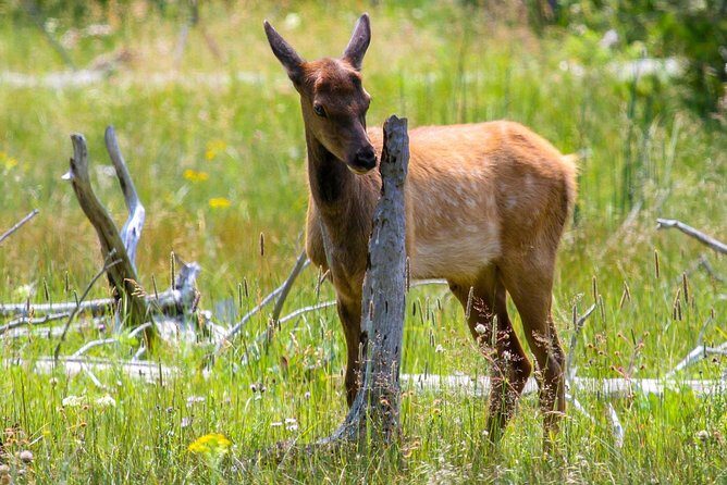 Yellowstone Private Upper Loop Tour with Lunch - Key Points