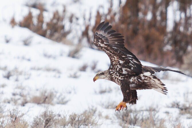 Yellowstone Snowshoe Safari from Bozeman - Private Tour - What to Expect and How It Works