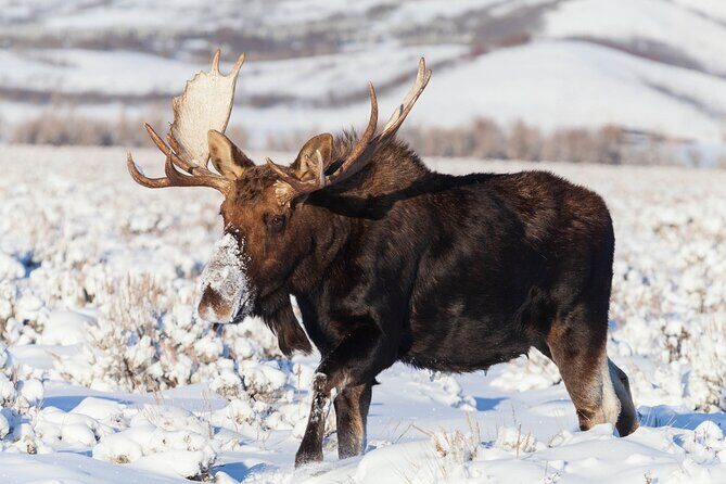 Yellowstone Snowshoe Safari from Bozeman - Private Tour - Authentic Experiences and Hidden Gems