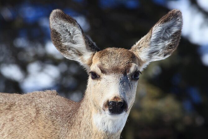 Yellowstone Snowshoe Safari from Bozeman - Private Tour - Pricing and Overall Value
