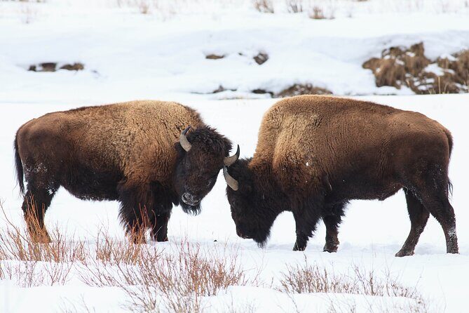Yellowstone Snowshoe Safari from Bozeman - Private Tour - Who Should Consider This Tour?