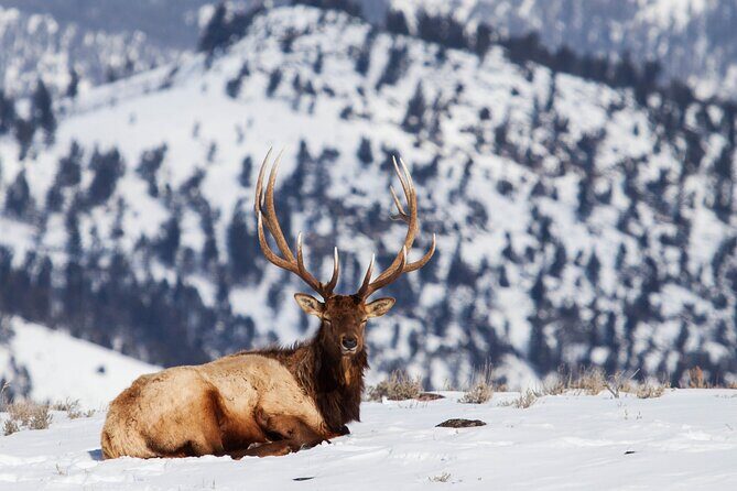 Yellowstone Snowshoe Safari from Bozeman - Private Tour - FAQs