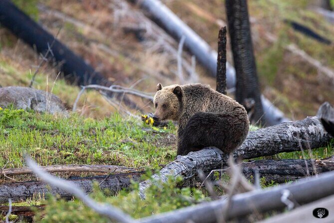 Yellowstone Wildlife and Photo Upper Loop Tour West Yellowstone - Key Points