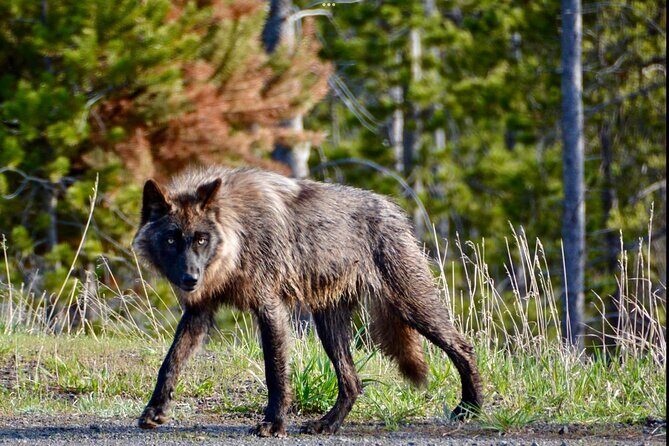 Yellowstone Wildlife and Photo Upper Loop Tour West Yellowstone - What’s Included and What’s Not