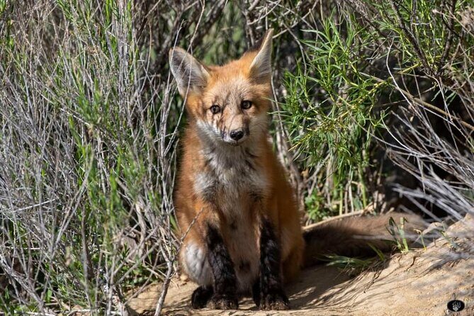 Yellowstone Wildlife and Photo Upper Loop Tour West Yellowstone - How the Experience Shapes Up