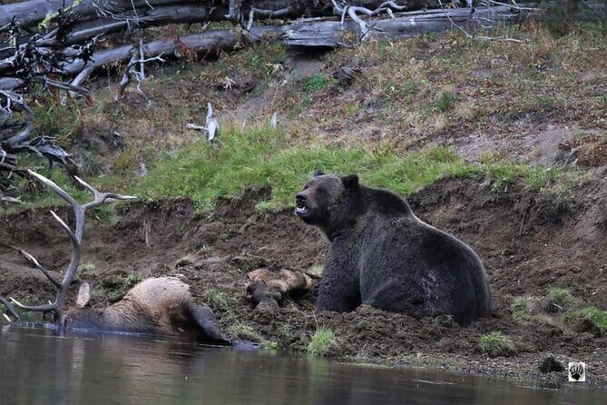 Yellowstone Wildlife and Photo Upper Loop Tour West Yellowstone - Practical Considerations for Travelers