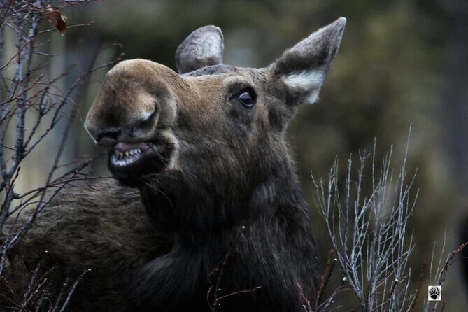 Yellowstone Wildlife and Photo Upper Loop Tour West Yellowstone - Final Thoughts: Is This Tour for You?
