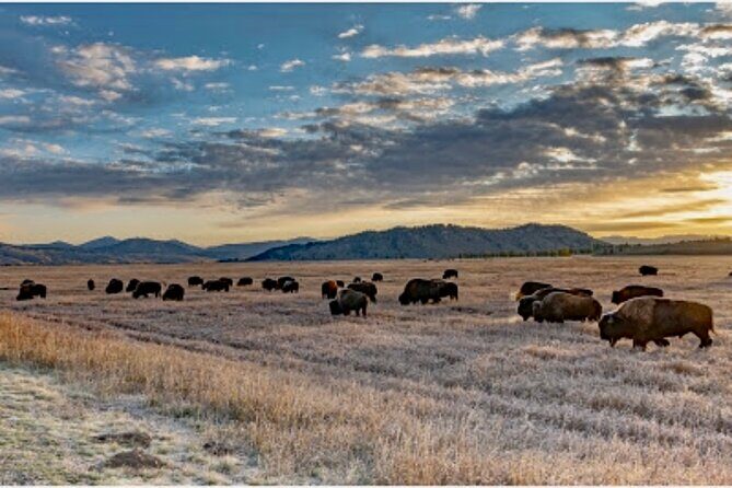 Yellowstone Wildlife and Photo Upper Loop Tour West Yellowstone - FAQs