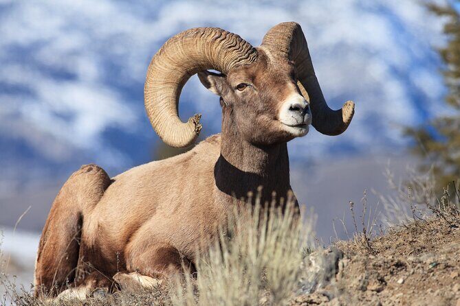 Yellowstone Wildlife Safari from Bozeman - Private Tour - An In-Depth Look at the Yellowstone Wildlife Safari