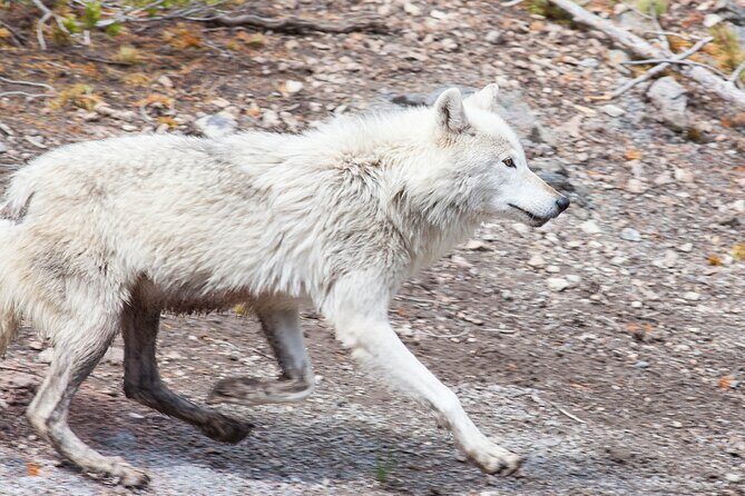 Yellowstone Wildlife Safari from Bozeman - Private Tour - Final Thoughts