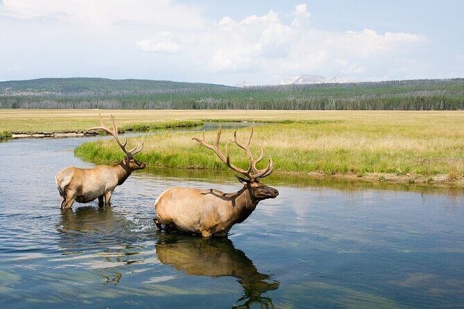 Yellowstone Wildlife Safari in Lamar Valley from Bozeman - Key Points