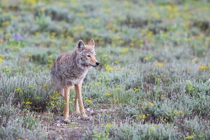 Yellowstone Wildlife Safari in Lamar Valley from Bozeman - Who Would Love This Experience?