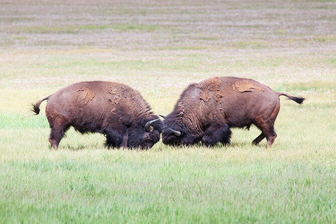 Yellowstone Wildlife Safari in Lamar Valley from Cody, WY - An In-Depth Look at the Yellowstone Wildlife Safari