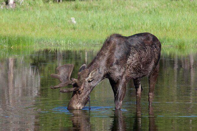 Yellowstone Wildlife Safari in Lamar Valley from Cody, WY - The Sum Up