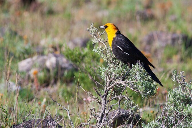 Yellowstone Wildlife Safari in Lamar Valley from Cody, WY - FAQ