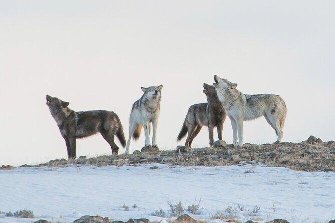 Yellowstone Winter Day Adventure - The Sum Up