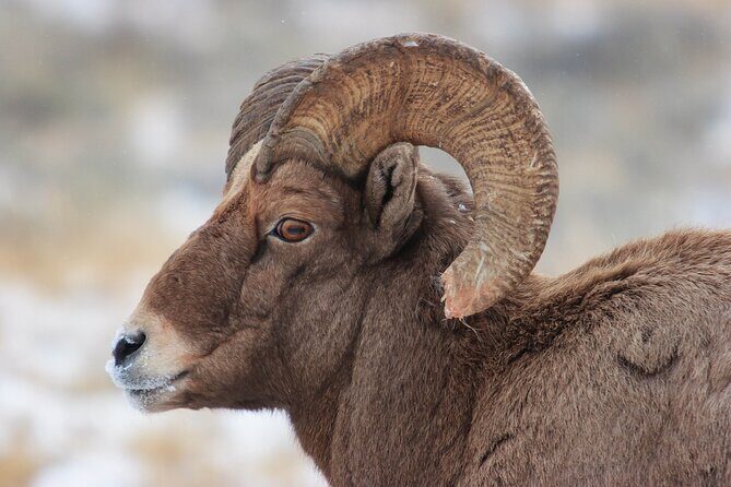 Yellowstone Winter Wildlife Safari from Bozeman - Private Tour - Why This Tour Stands Out