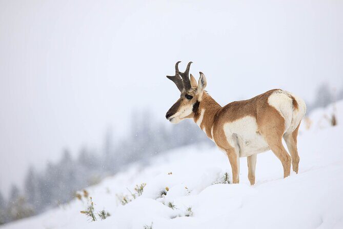 Yellowstone Winter Wildlife Safari from Bozeman - Private Tour - What Travelers Say
