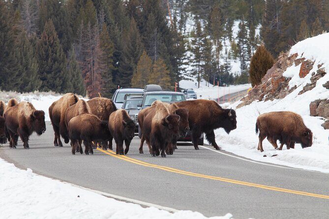 Yellowstone Winter Wildlife Safari from Bozeman - Private Tour - Pricing and Value
